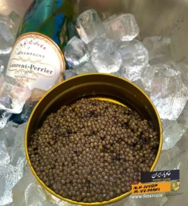 caviar of bluga