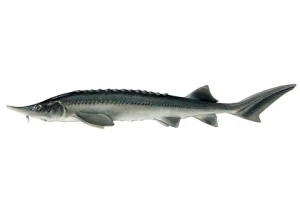 تاس ماهی سیبری